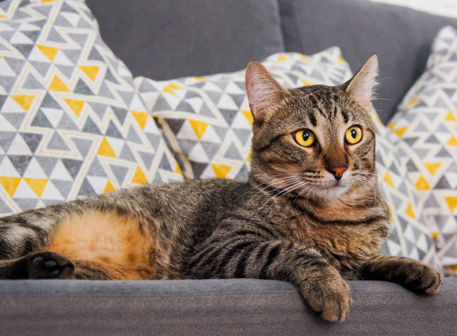 Having a cat in the Netherlands. How much does it cost? (2026)